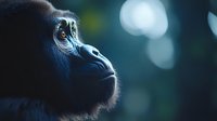 Young gorilla face in profile against blurred dark blue background with bokeh lights, showing expressive eyes and contemplative expression. Wildlife portrait.