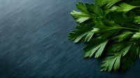 Fresh green parsley leaves on dark blue wooden background with copy space for culinary herbs cooking ingredients natural organic food preparation.