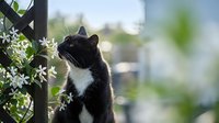 Adorable black and white kitten with white chest markings sitting among blooming jasmine flowers on garden trellis, perfect for pet care and spring themes.