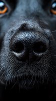 Close-up macro shot of black dog wet nose with amber eyes in background, showing detailed texture and whiskers in dramatic dark lighting for pet photography.