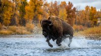Powerful bison charging through river water with autumn foliage backdrop, creating dramatic splash in natural wilderness setting during fall season.
