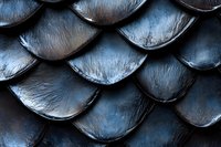 Metallic blue-black fish scales in macro photography create dramatic pattern with light reflection and shadow detail. Natural armor texture background.