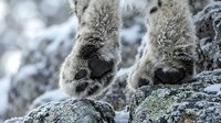 Young arctic fox cubs with thick winter fur playing on rocky terrain covered in snow and lichen during cold season in natural wildlife habitat.