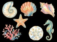 Watercolor ocean elements collection featuring nautilus shell, scallop, conch, starfish, coral, sand dollar, and seahorse isolated on transparent background. Ready for t-shirt design, clipart, stickers, sublimation, and print-on-demand projects.