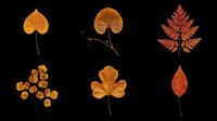 Dried autumn leaves collection isolated on transparent background, ready for clipart, t-shirt design, stickers, print-on-demand products, and sublimation crafts.