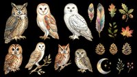 Owl species collection with feathers, foliage, moon and pinecones isolated on transparent background. Ready for t-shirt design, clipart, stickers, sublimation and print-on-demand projects.