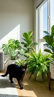 Black cat walking among lush indoor houseplants including monstera and fern in a bright sunlit modern living room corner.