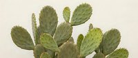 Prickly pear cactus with green paddle-shaped segments against neutral background for botanical illustration, desert landscaping and succulent gardening projects.