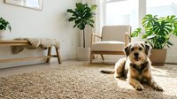 Small fluffy dog lying on woven rug in bright modern living room with plants, armchair and natural light streaming through windows.