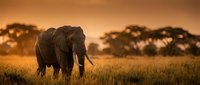 African elephant walking through golden savanna grassland at sunset with acacia trees in warm light, wildlife and nature conservation.