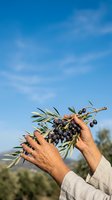 Farmer holding fresh olive branch with ripe black olives against blue sky, harvesting organic produce for agriculture and food industry use.