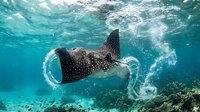 Spotted eagle ray gliding gracefully through crystal clear turquoise ocean waters above coral reef creating bubbles and movement in tropical marine environment.