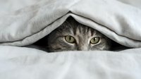 Curious tabby cat peeking out from under a cozy gray blanket, showing bright green eyes with a playful and mysterious expression.