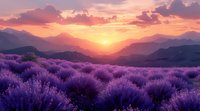 Vibrant lavender field at sunset with purple flowers stretching toward mountain silhouettes under dramatic orange and pink sky.