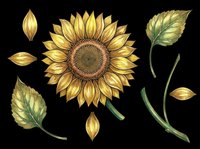 Sunflower clipart set with bloom, petals, leaves, and stems isolated on transparent background. Ready for t-shirt design, stickers, print on demand, and sublimation.