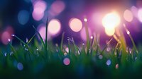 Fresh green grass blades in morning dew with soft pink and purple bokeh lights creating dreamy natural background for spring or summer designs.