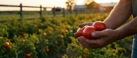 Farmer hands holding fresh ripe red tomatoes at sunset in organic vegetable garden with golden light and rural farm background for healthy harvest concept.