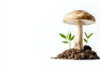 Brown mushroom growing in soil with green sprouts on white background, nature study composition showing forest floor ecosystem and new life emerging from earth.