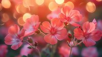 Delicate coral pink flowers on blurred bokeh background with soft golden lights creating dreamy romantic atmosphere for greeting cards and spring designs.