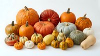 Assorted autumn gourds and squashes in various sizes and colors including orange, red, green, and white varieties arranged on white background for fall harvest designs.