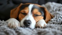 Adorable beagle puppy sleeping peacefully on soft gray blanket with eyes closed, perfect for pet care, comfort and relaxation themes.
