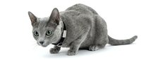Gray tabby cat wearing black collar with bell, crouching on white background. Isolated pet animal ready for design, advertising, and marketing materials.