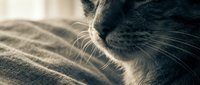 Close-up of domestic cat whiskers and fur in soft natural light. Feline facial features with detailed texture for pet care and animal wellness content.