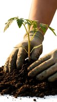 Gloved hands planting a young green seedling in dark soil on white background, symbolizing growth, gardening, and sustainability.