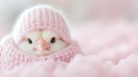 White kitten peeking through soft pink knitted scarf and hat, wrapped in cozy winter accessories against pastel pink background, creating tender mood.