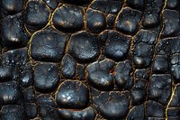 Close up of dark textured alligator or crocodile skin with water droplets showing natural pattern of scales and ridges in dramatic lighting.