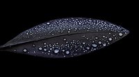 Dark leaf covered in morning dew drops against black background, creating dramatic natural macro photography effect with water condensation pattern.