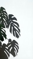 Monstera plant leaves casting dramatic shadows on white wall creating tropical botanical silhouette pattern for modern interior design and home decor.