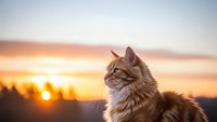 Majestic orange tabby cat gazing at golden sunset horizon with warm glowing light creating peaceful outdoor portrait scene for pet and nature lovers.