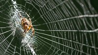 Orange garden spider weaving intricate web with dewdrops in natural outdoor environment for nature photography and wildlife documentation projects.