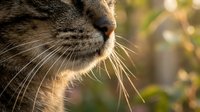 Close-up of tabby cat nose and whiskers in golden sunlight with soft bokeh background for pet care and feline health concepts.