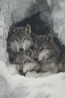 Gray wolves huddled together in snowy cave entrance, showcasing pack behavior and winter survival in natural habitat.