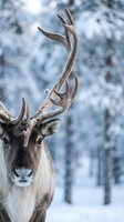 Majestic reindeer with impressive antlers in snowy winter forest landscape. Wildlife portrait showcasing natural beauty and wilderness atmosphere.