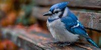 Blue jay bird perched on wooden fence rail in autumn backyard setting with colorful fall foliage background for nature and wildlife photography projects.