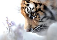 Close up profile view of majestic tiger face with intense gaze and detailed fur texture against soft purple flowers and dreamy white background, showing power and grace.