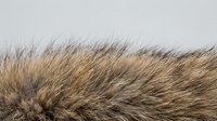 Close-up of wild dry grass bending in the wind against a pale gray sky, capturing natural texture and movement in an autumn landscape.