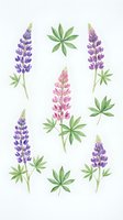 Watercolor lupine flowers and leaves isolated on white background for botanical design projects and spring garden decorations.