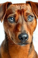 Close-up portrait of adorable brown mixed breed dog with striking blue eyes and expressive face isolated on white background for pet care designs.