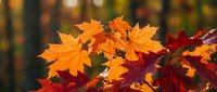 Vibrant autumn maple leaves in warm orange and red colors with soft bokeh background creating seasonal fall atmosphere for nature designs.