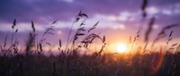 Wild grass silhouettes swaying in gentle breeze against dramatic purple sunset sky. Natural meadow landscape with golden sun rays creating peaceful atmosphere.