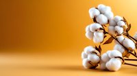 Fluffy white cotton plant bolls on branch against warm golden orange background, natural organic textile material showing raw cotton fiber texture.