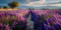 Vibrant purple lavender field stretching toward distant mountains under dramatic sky, with solitary tree on hillside creating serene countryside landscape.