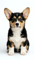 Adorable tricolor corgi puppy sitting on white background, isolated cute dog with large ears perfect for pet care designs and marketing materials.