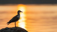 Seagull silhouette perched on rock during golden sunset over ocean waves. Peaceful coastal scene with warm orange sky for nature and wildlife projects.