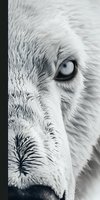 Close-up of white wolf face with piercing blue eye, detailed fur texture in black and white tones, showing half of snout and intense gaze. For wildlife and nature designs.