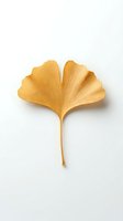 Golden ginkgo biloba leaf isolated on white background for autumn botanical design projects and natural wellness concepts.